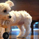 Illustration for article titled Dog Made Adorably Bionic With Model Airplane Wheels